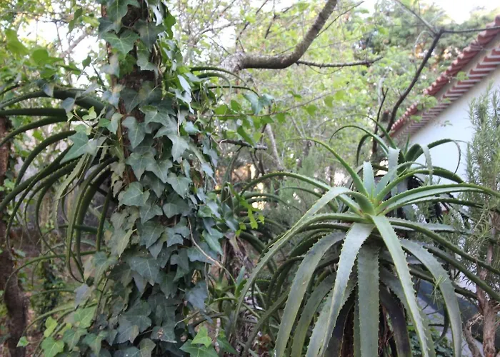 Casas Altas Obidos - Al Sobral (Leiria)